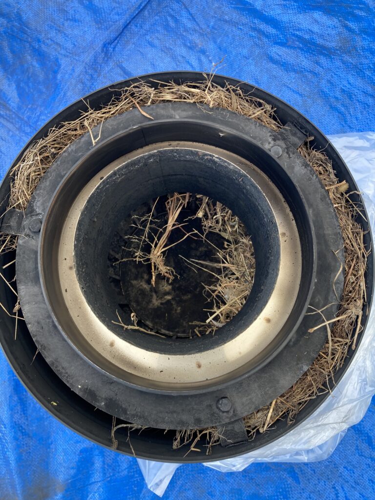 鳥の巣を作った煙突