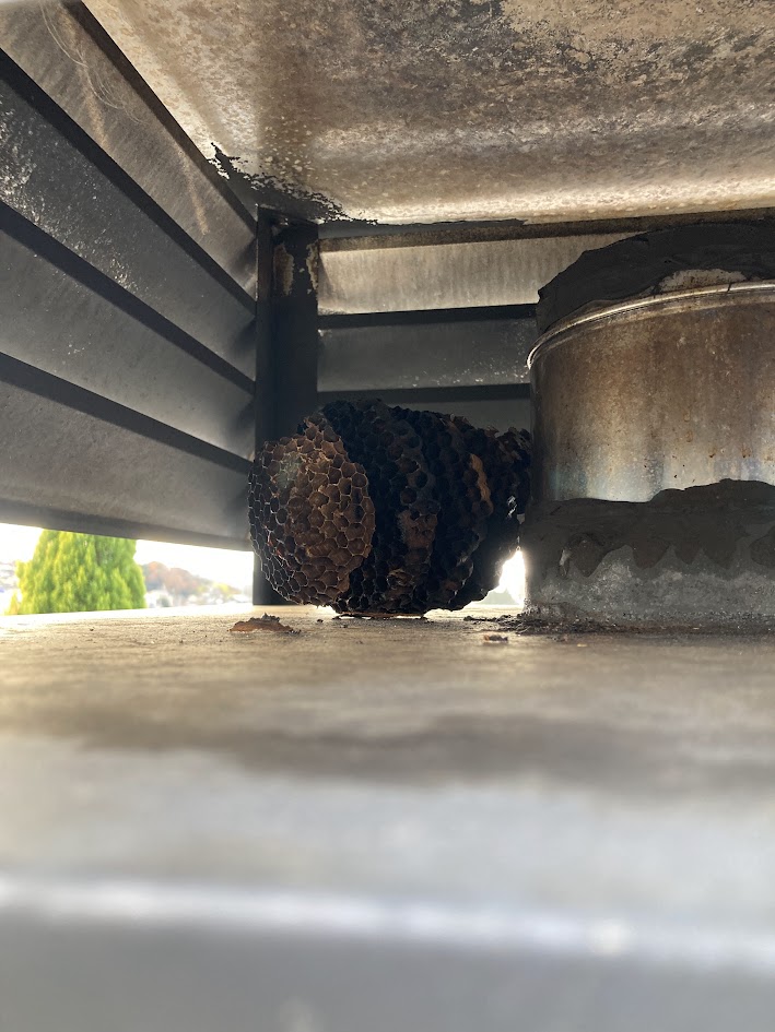 薪ストーブの煙突にハチの巣が作られていた